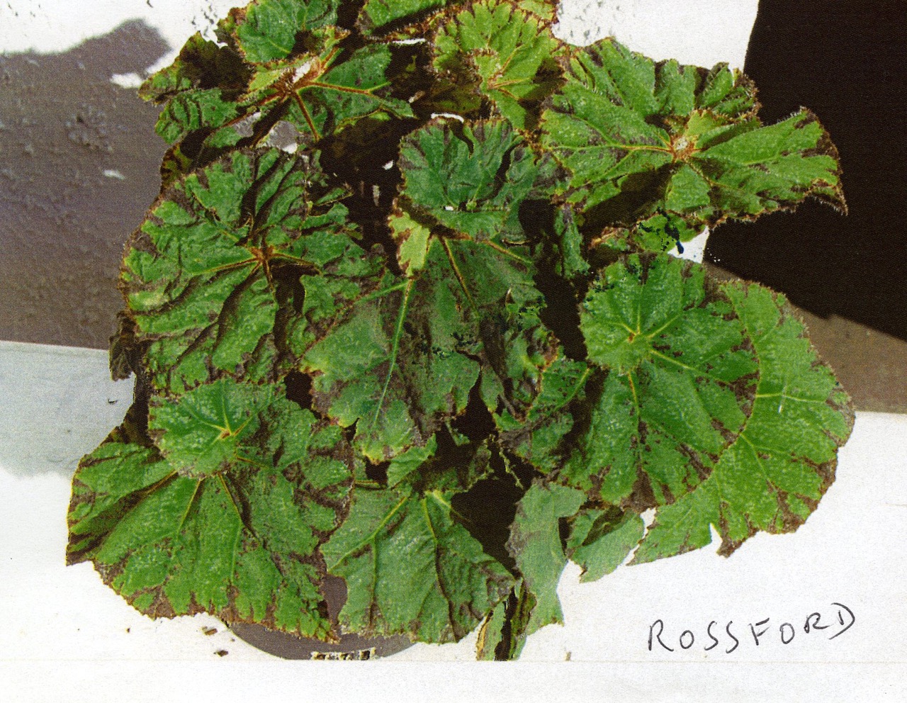 B. ‘Rossford’